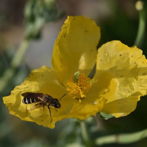 ©Nadège Popoff - Glaucière jaune